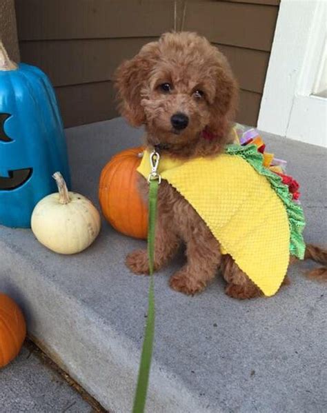 A Brown Dog Wearing A Costume Sitting On The Steps Next To Pumpkins And