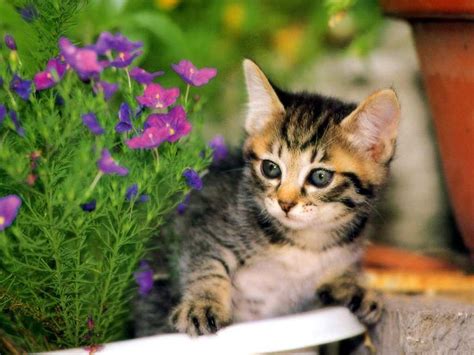 We did not find results for: Cute and Funny Cats & Kittens Photos ~ Hits All