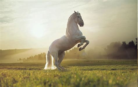 2200x1401 2200x1401 Nature Horse Animals Wallpaper Coolwallpapersme