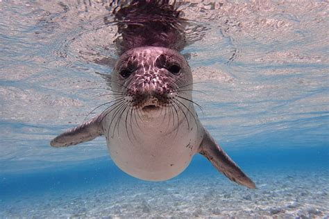 Anim2600 Hawaiian Monk Seal Endangered Sea Animals Monk Seal