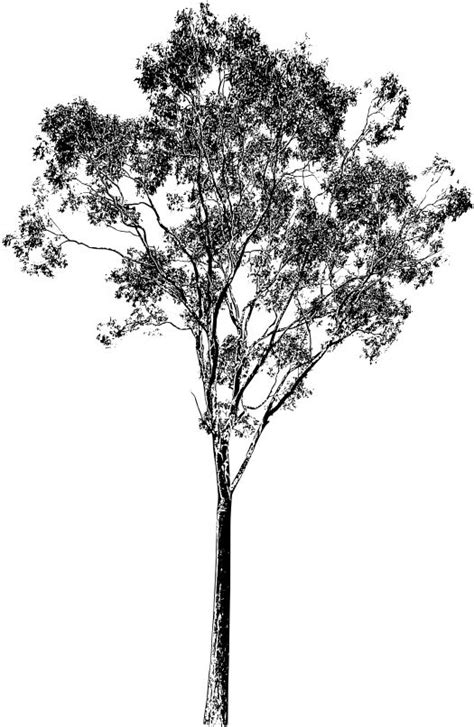Download Hd Eucalyptus Tree Drawing At Getdrawings Eucalyptus Gum