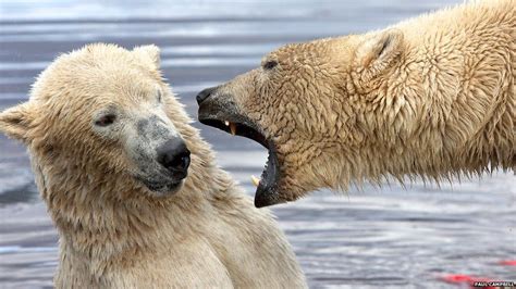 Ice Breaker How Do You Find A Mate For A Polar Bear Bbc News