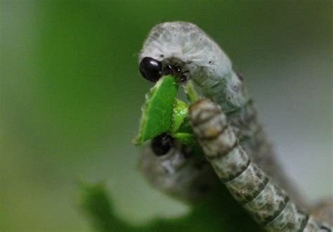 Silkworms have been domesticated so that they can no longer survive independently in nature Amazing Silkworms: Anatomy of the Silkworm Larva (Part 2)