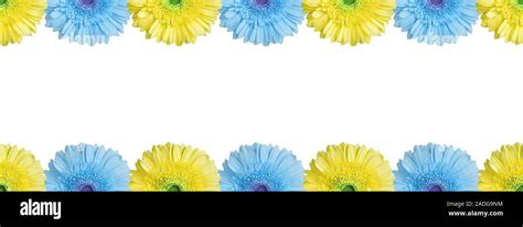 Blue And Yellow Flowers Background