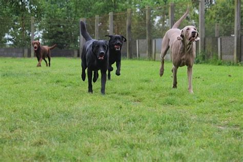 Hondenpension Dierenpension Beukers