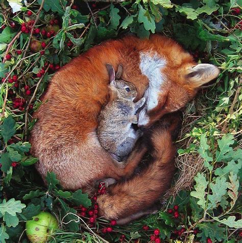 96 Best Cute Animal Couples Images On Pinterest Friendship Adorable