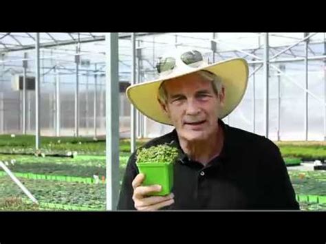 Contact pleasant view gardens today: Isotoma fluviatilis - Blue Star Creeper - YouTube