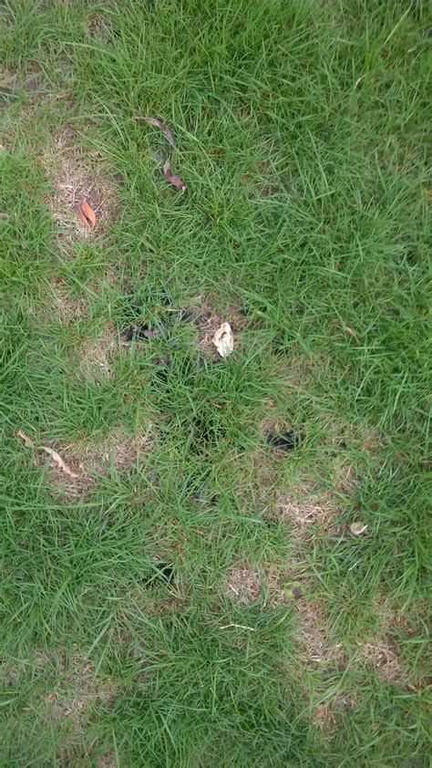 Black Patches On Earth In Lawn Grass Unaffected — Bbc Gardeners