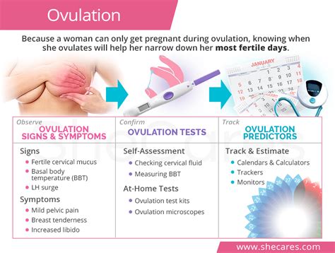 Ovulation Shecares
