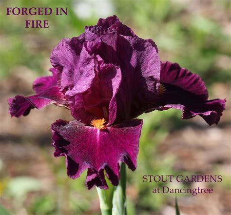 Iris Forged In Fire Stout Gardens At Dancingtree