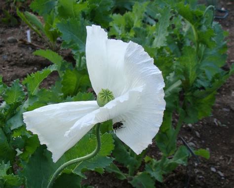 Persian White Poppy 250 Seeds The Seed Basket