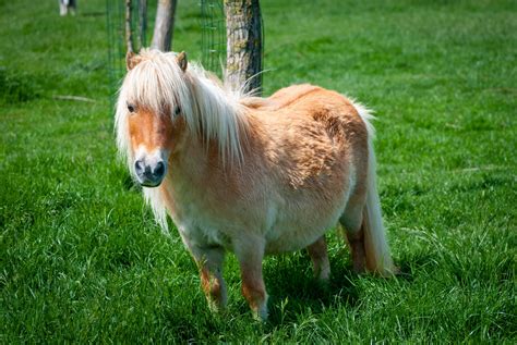Shetland Pony Pony Free Stock Photo Public Domain Pictures
