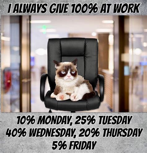 Grumpy Always Gives 💯 At Work 😹 Catandkittens Funny Grumpy Cat