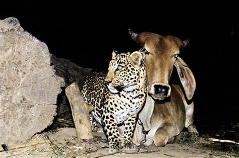 Unlikely Friends The Heartwarming Tale Of A Cow And A Leopard