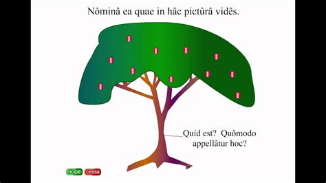 Claude Pavurs Arbor A Tree Latin Lesson Youtube