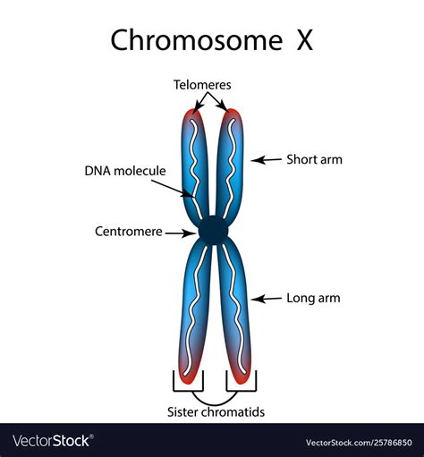 The Structure Chromosome Infographics Royalty Free Vector Hot