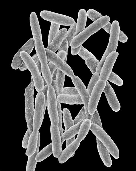 Flavobacterium Akiainvivens By Science Photo Library