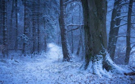 Nature Landscape Winter Germany Forest Snow Path Cold Trees Wallpapers Hd Desktop And