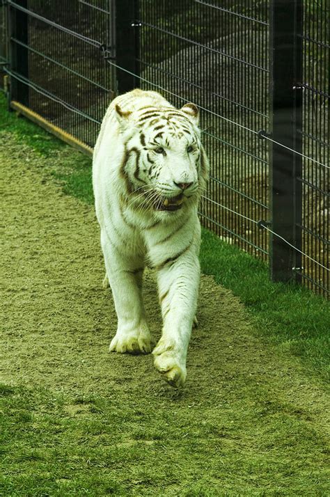 Beautiful White Tiger Wild Animal Photograph By Ioan Panaite Fine