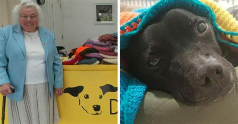 Schöne, praktische decken für ihren hund. 89-Jährige strickt über 450 kuschelige Decken für Hunde im ...