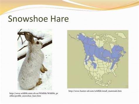 Ppt Order Lagomorpha Powerpoint Presentation Free Download Id2993280