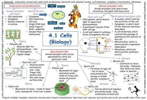 Aqa New Spec Gcse Biology 9 1 Revision Mindmaps Cells And