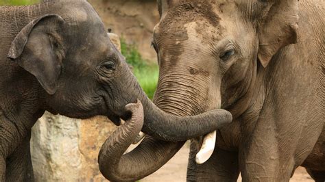 Newsela Surprise Elephants Comfort Upset Friends