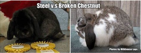 Chestnut Agouti Five Fun Facts Rabbit Smarties