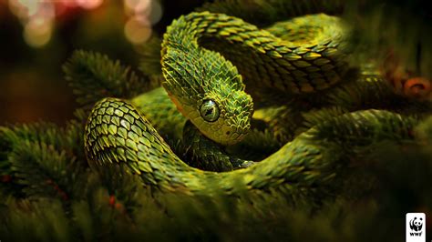 Snake Green Reptile Vipers Wallpapers Hd Desktop And Mobile Backgrounds