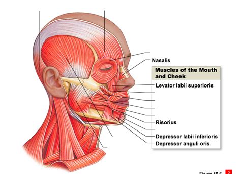 Muscles Of Facial Expression Lateral View Diagram Quizlet