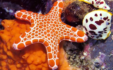 Starfish Wallpapers Hd Beautiful Wallpapers Collection 2018