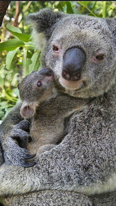 Koala Baby And Mother Hugging Cute Animals Baby Animals Cute Baby Animals