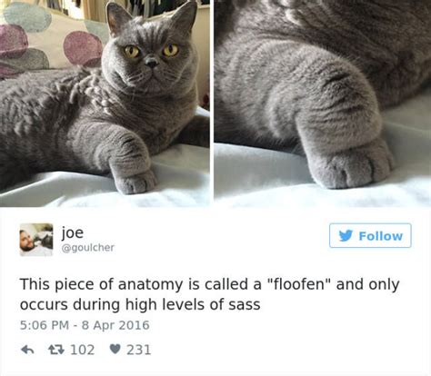 Tweets About Cats That Absolutely Hilarious 39 Pics