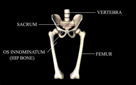 Hip Joint With Muscles Medically Accurate 3d Model 3d