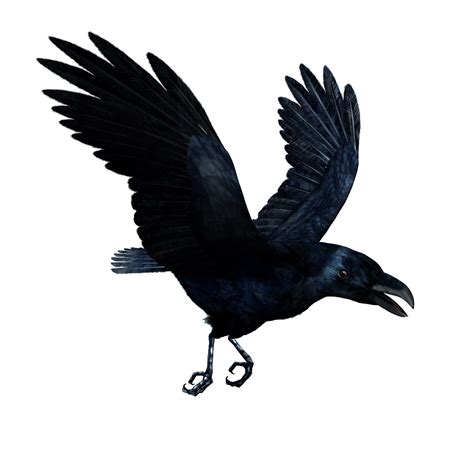 Flying American Crow PNG Free Download PNG All PNG All