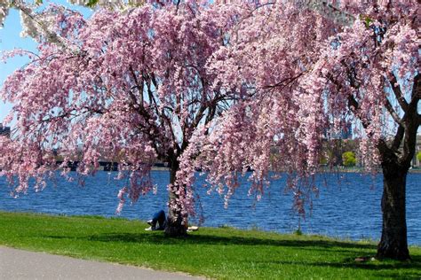 10 Places To See Beautiful Cherry Blossoms And When