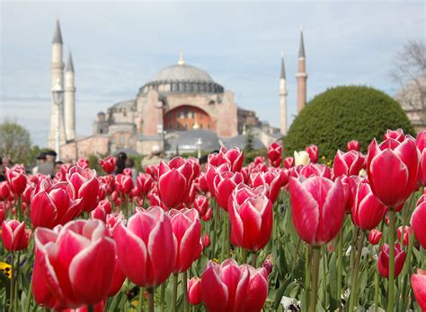 İstanbul Da Lale Festivali Başlıyor