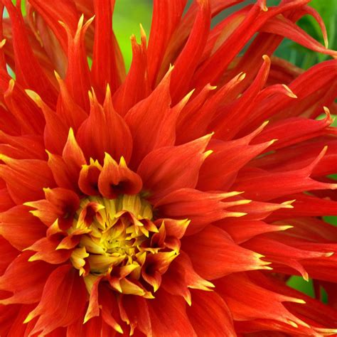 See more ideas about dahlia, flowers, dahlia flower. Flower Homes: Dahlia Flowers