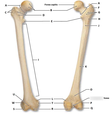 Long Bone Labeling Femur Bone Anatomy Labeled Diagram Quiz Color