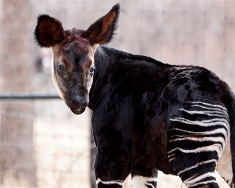 Zooborns — Okapi Bonds With Mom At Denver Zoo Denver Zoo