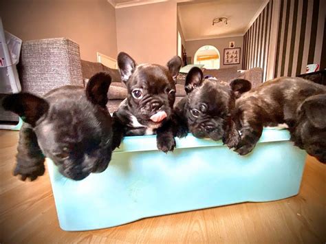 French Bulldog Puppys 5 Weeks Old Sold In Saltash