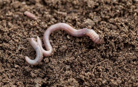 The Dirt On Earthworms