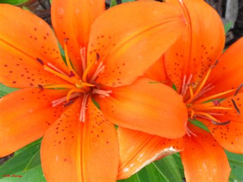 There are currently 6 types of flowers that have color variations, these are lilies, daisies, hyacinths, daffodils. Flower Macro-Vibrant Orange-Kellie Hastings | Lily like ...