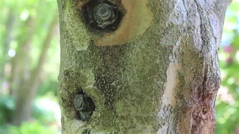 It's what keeps it all together. Yes, you can Fix a Broken Tree with Nuts and Bolts. - YouTube