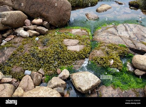 Algae Growing On Rocks Beach Ocean Science Maine Usa Stock Photo Alamy
