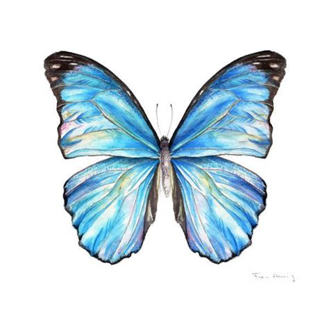 Butterfly Canvas Morpho Butterfly Blue Morpho Butterfly Drawing