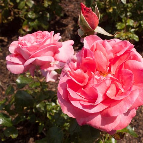 rosier à grandes fleurs special anniversary fleurs très doubles rose magenta très parfumées