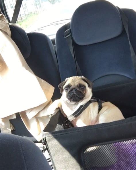 Just A Little Gangster Pug In His Carseat 🐾🚘 Sound On🔉 Pug Pugs