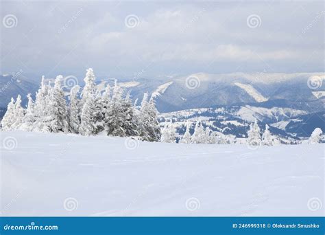 Carpathian Mountains Ukraine Trees Covered With Hoarfrost And Snow In