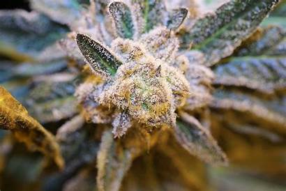Weed Trippy Marijuana Rasta Psychedelic Drug Cannabis